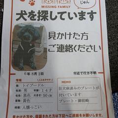 黒のトイブードルをさがしてます!