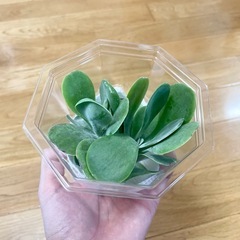 カランコエ・デザートローズ 小2つ