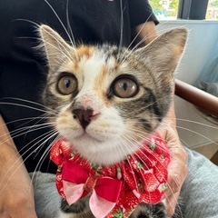 可愛すぎる三毛猫ナジャ - 三豊市