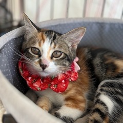 可愛すぎる三毛猫ナジャ