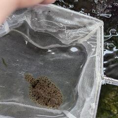 北米淡水カレイ