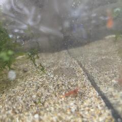 北米淡水カレイの画像