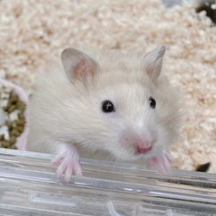 長毛ハムスター(サテン)の男の子