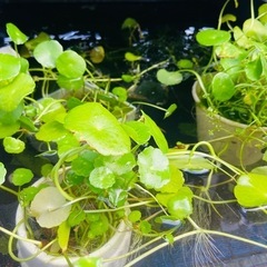 ※完売　 水草:ウォーターマッシュルーム1ポット　