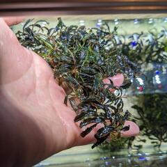 ブセファランドラ　群生の画像