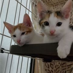 生後4ヶ月の子猫兄妹