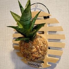 サンスベリア「パゴダ」板付け