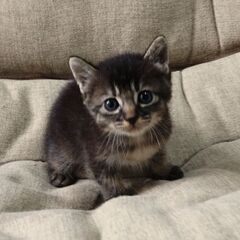 生後１カ月半　イブちゃん里親募集
