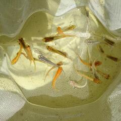 メダカ　雑種　25匹 (9/4投稿)の画像