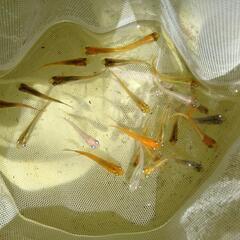 メダカ　雑種　25匹 (9/4投稿)の画像
