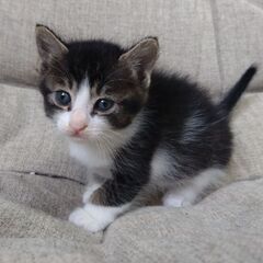 生後１カ月半　テンちゃん里親募集