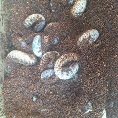 カブトムシの幼虫