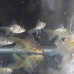 珍しい金魚のこども、無料でお渡しします！の画像