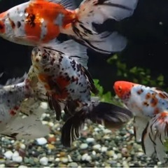 珍しい金魚のこども、無料でお渡しします！の画像