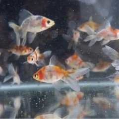 珍しい金魚のこども、無料でお渡しします！