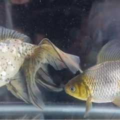 珍しい金魚のこども、無料でお渡しします！の画像