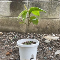 びわ苗
