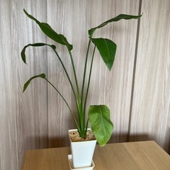 生活雑貨 家庭用品 ガーデニング