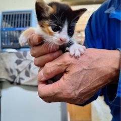 三毛猫🐾