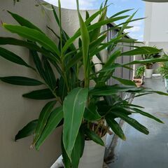月桃の鉢植えをお譲りします。3500円/鉢