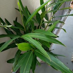 月桃の鉢植えをお譲りします。3500円/鉢の画像