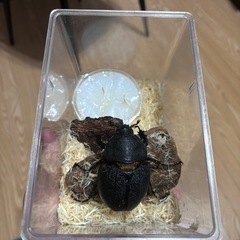 WF1ヘラクレスリッキー幼虫の画像