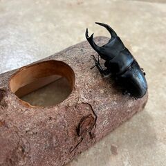 オオクワガタ・♂♀ペア①（青森県産WF2、♂64mm・♀42mm）
