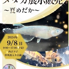 内子フジ めだか即売🐟