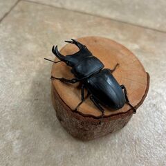 オオクワガタ・♂♀ペア②（青森県産WF2、♂63mm・♀41mm）