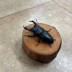 オオクワガタ・♂♀ペア③（青森県産WF2、♂61mm・♀40mm）