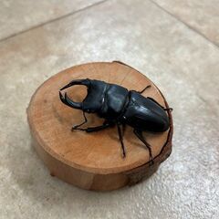 オオクワガタ・♂♀ペア④（青森県産WF2、♂61mm・♀39mm）