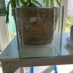 ベタ用　コレクションケースM  一個500円　在庫5個の画像
