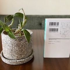 ジュエルオーキッド ホンコンシュスラン 観葉植物の画像