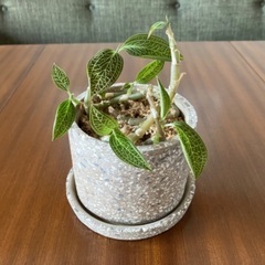 ジュエルオーキッド ホンコンシュスラン 観葉植物