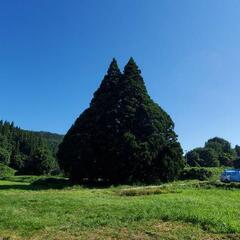 木 - 土浦市