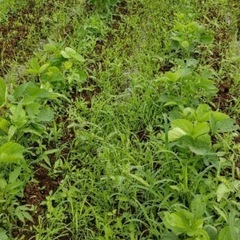 令和5年度産　無農薬大豆　2kgの画像