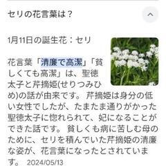 セリの苗　芹　有機栽培　茎太めの画像