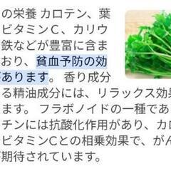 セリの苗　芹　有機栽培　茎太めの画像