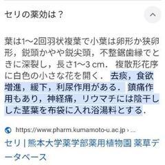 セリの苗　芹　有機栽培　茎太めの画像