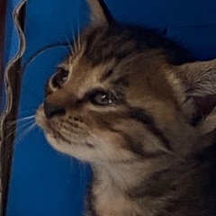 里親募集中