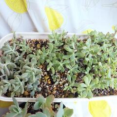 【決まりました】紅葉素敵♡多肉植物好きな方に。元気に育ってます☆の画像
