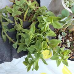 【決まりました】紅葉素敵♡多肉植物好きな方に。元気に育ってます☆の画像