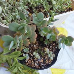 【決まりました】紅葉素敵♡多肉植物好きな方に。元気に育ってます☆の画像