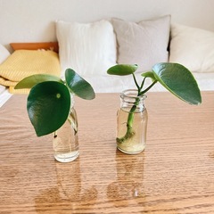 ペペロミアジェイド　根付き苗