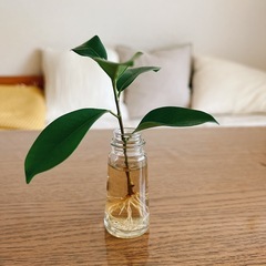 ガジュマル　根付き苗