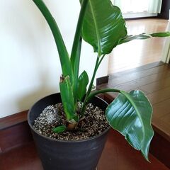 観葉植物　オーガスタ　黒鉢