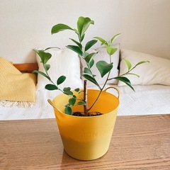 ガジュマル　土植え