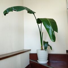 観葉植物　オーガスタ　白鉢