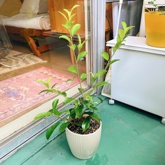 ガジュマル　土植え／植木鉢はつきません
