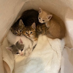 【お話中】生後1ヶ月半くらいの子猫たちです！